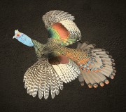 cvb