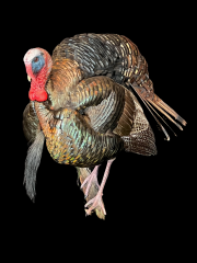 rrr