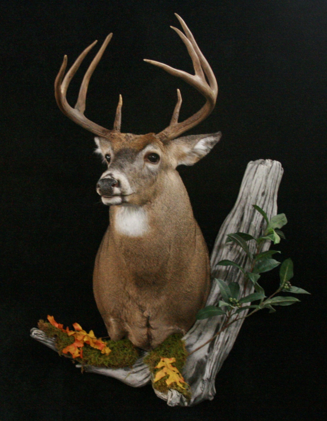 taxidermy-website-pics-297 - Wessners Outdoors